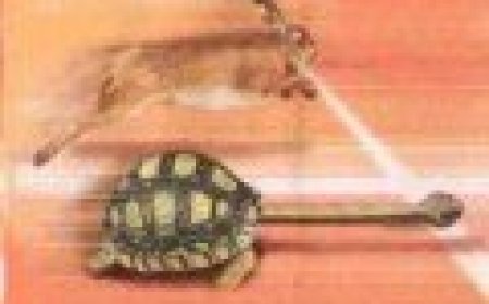 „Aukštaitijos taurė”